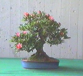 azalea3.jpg (21508 byte)